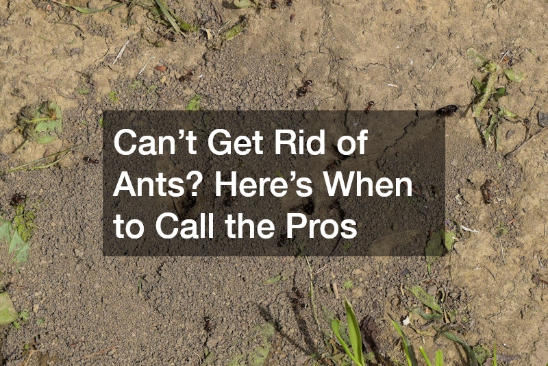 Cant Get Rid of Ants? Heres When to Call the Pros